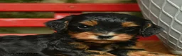 Cavapoo dogs for sale: Marvin - Ad 3