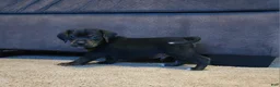 Puggle dogs for sale: Charlie - Ad 3