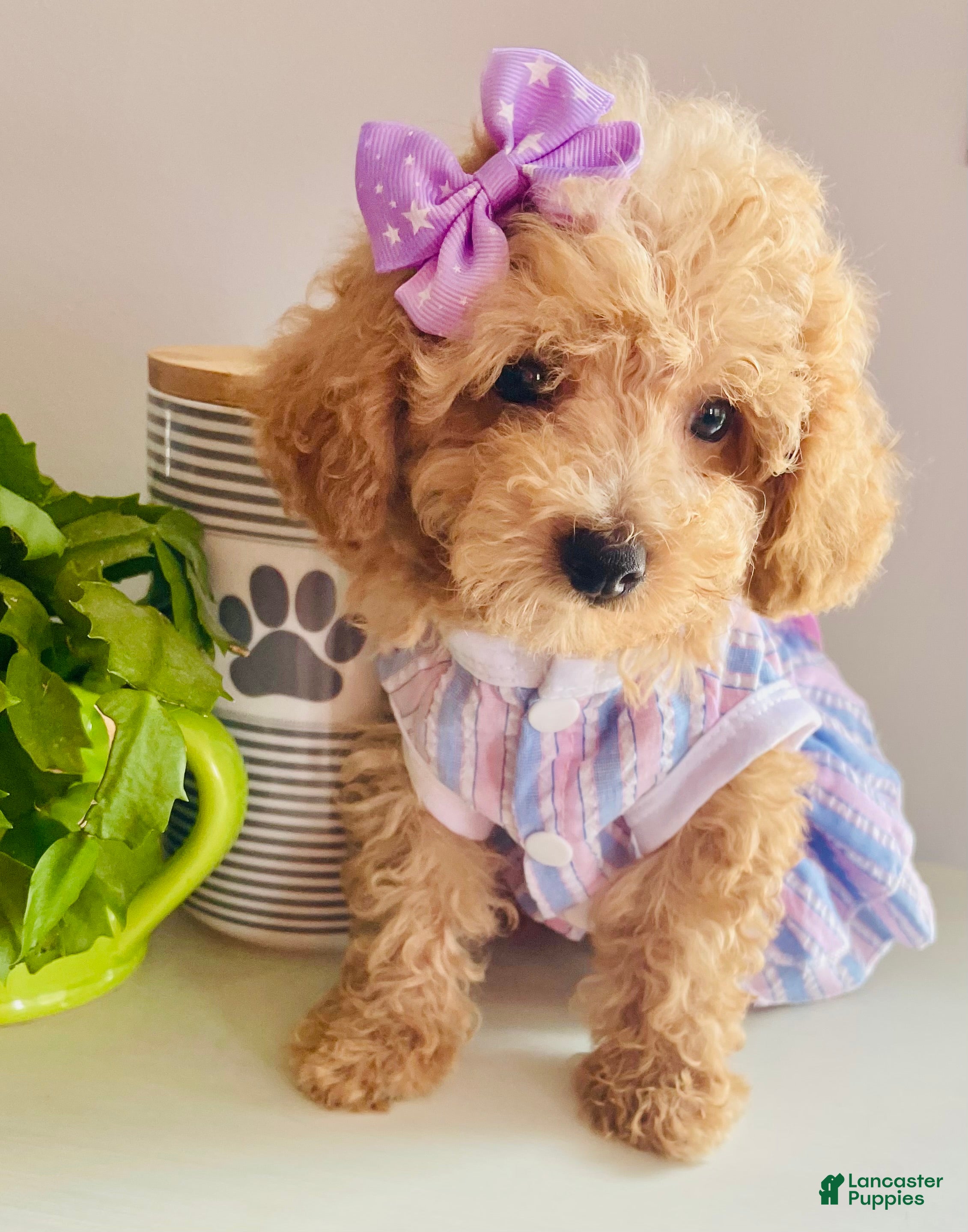 Maltipoo dogs Tiny Tulip - Ad 1