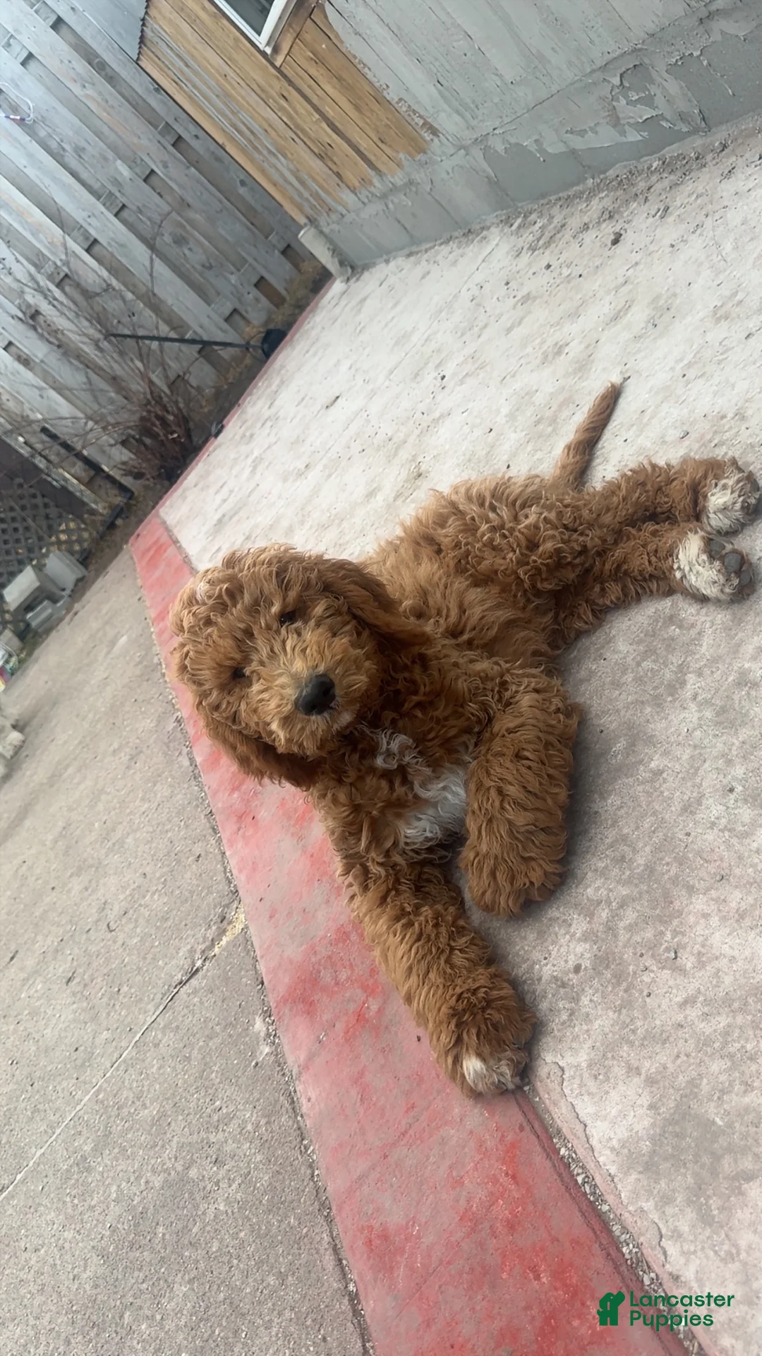 Goldendoodle dogs for sale: Apollo - Ad 3
