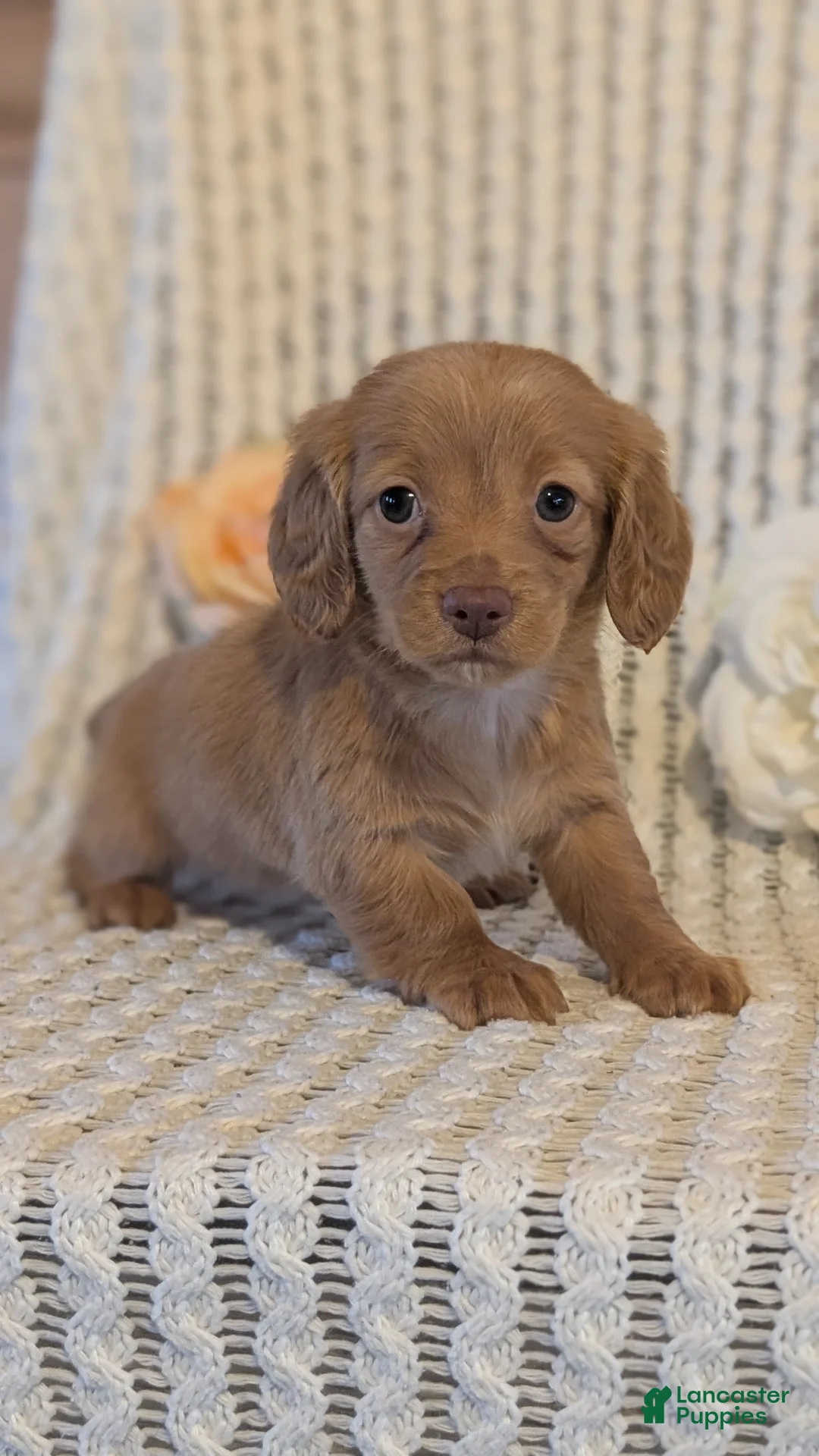 Miniature Dachshund dogs for sale: Lady - Ad 11