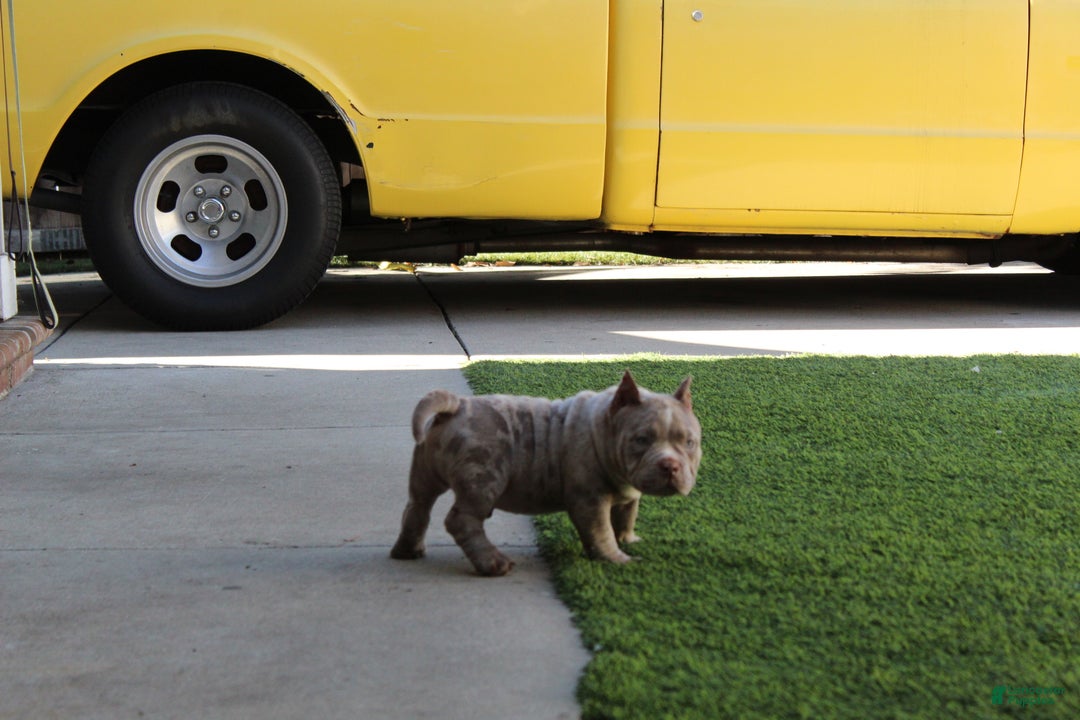 American Bully dogs for sale: Ghost American Bully  - Ad 2