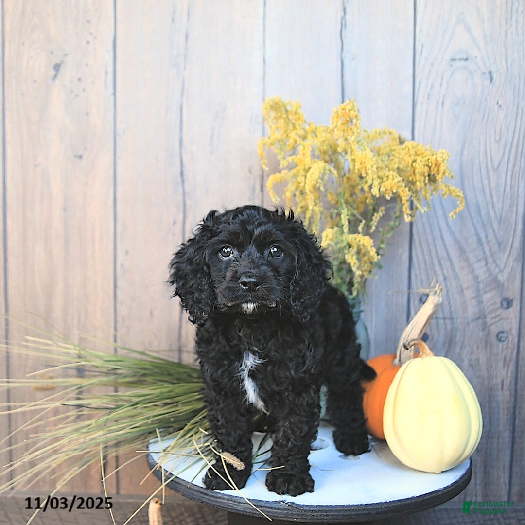 Cockapoo dogs for sale: Chloe - Ad 5