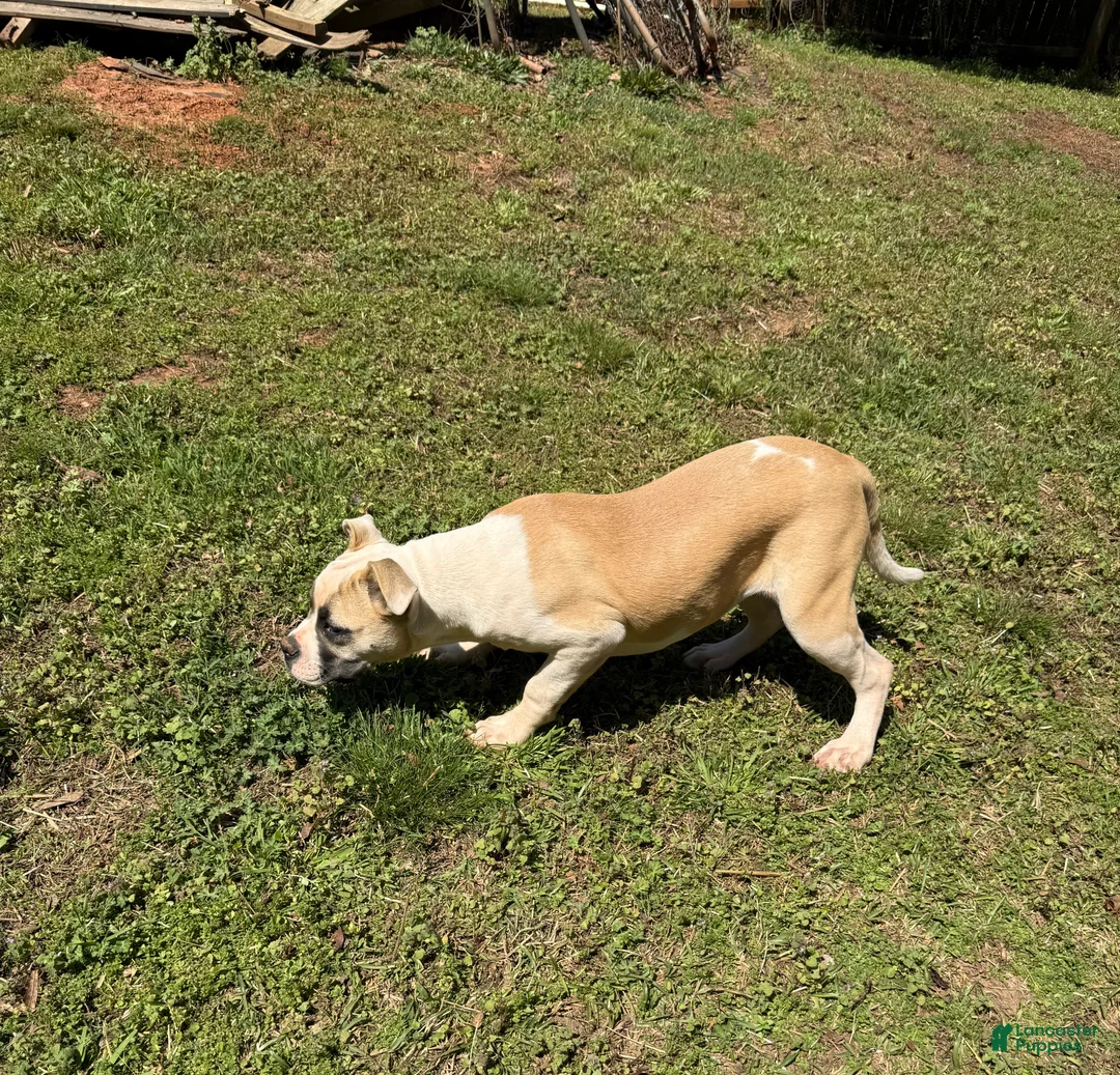 American Bulldog dogs for sale: Penny - Ad 9