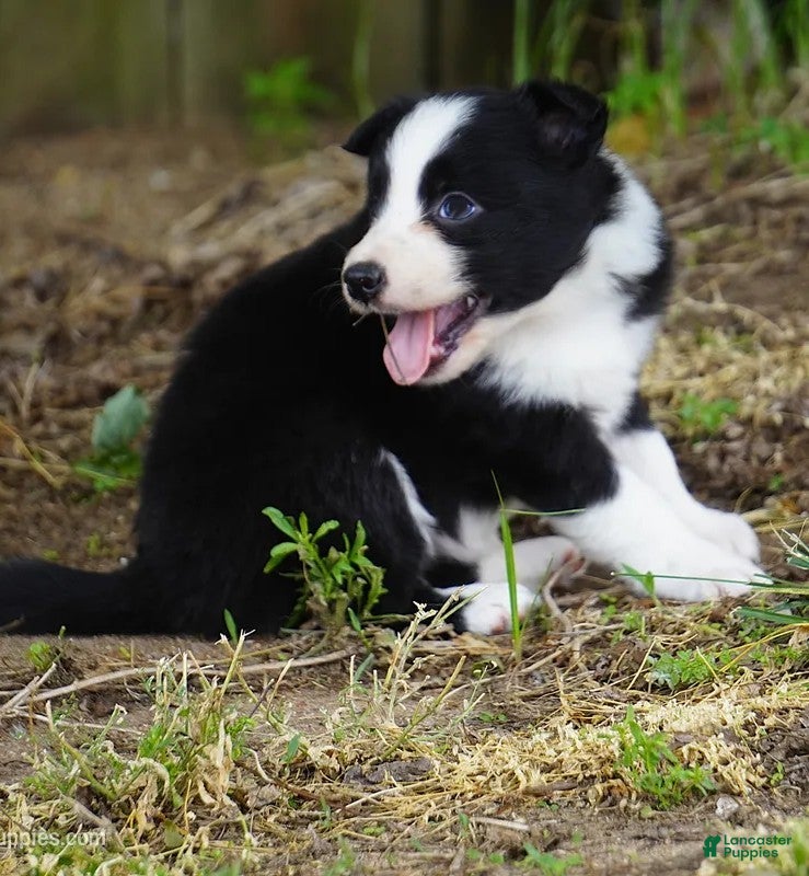 Border Collie dogs Border Collie Puppy 3 Oscar - Ad 19