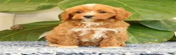 Cavapoo dogs for sale: Anthony - Ad 4