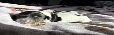 Miniature Dachshund 1