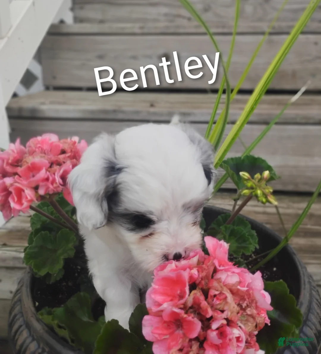 Cavapoo dogs for sale: Bentley - Ad 2