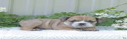 English Bulldog dogs for sale: Jinx - Ad 3
