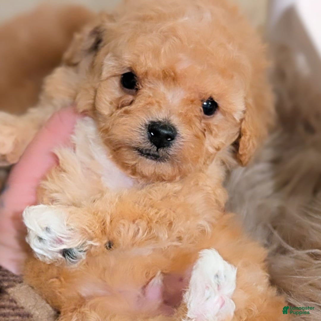 Toy Poodle dogs for sale: HARRY - Ad 11
