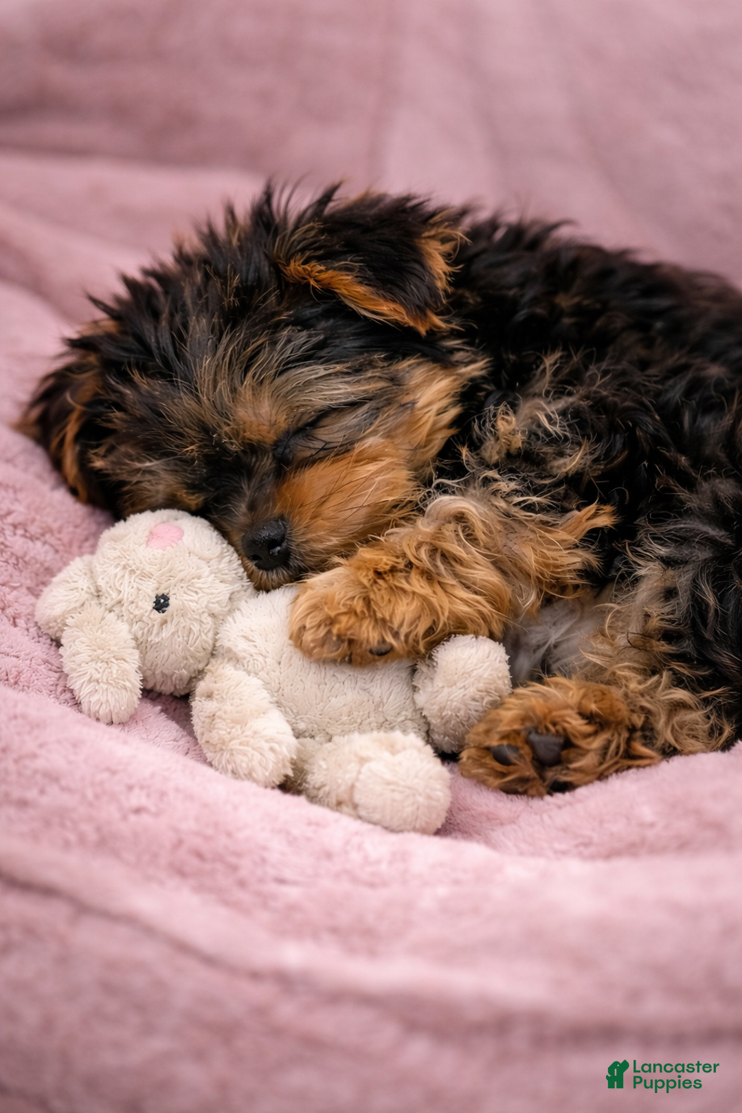 Yorkshire Terrier dogs for sale: 🐾 Puppy #3 – Emma (Female) - Ad 3