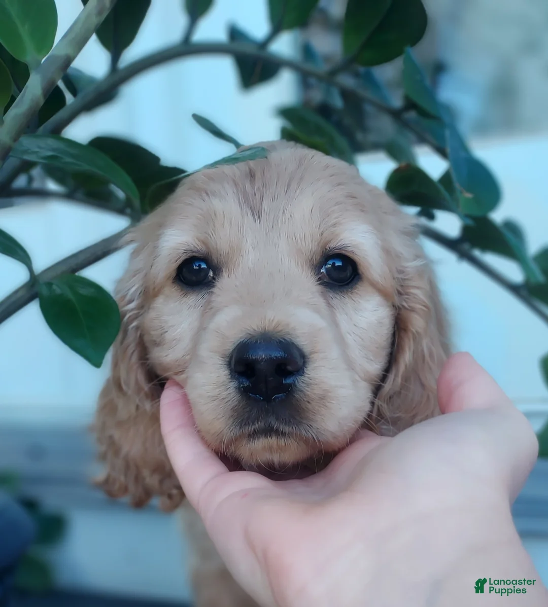 Mixed Breed dogs for sale: Aussie - Ad 2