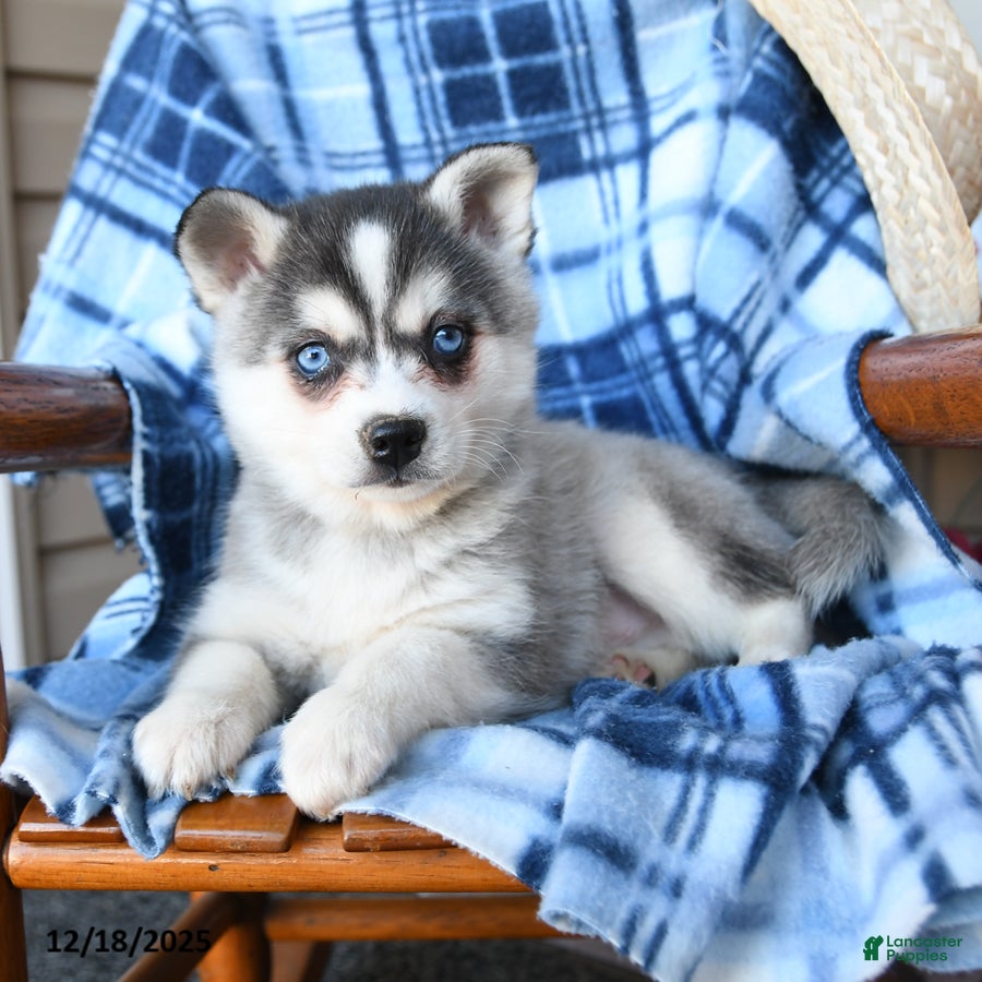 Alaskan Klee Kai dogs Frost  - Ad 5
