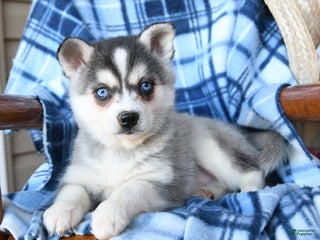 Alaskan Klee Kai dogs Frost - Ad 5