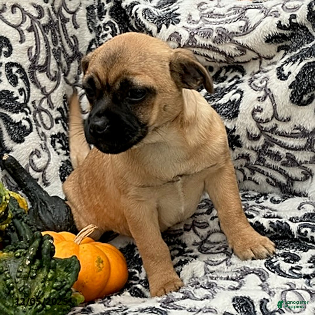 Jug dogs for sale: Pumpkin - Ad 1