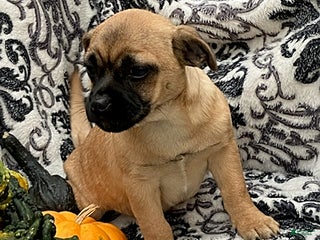 Jug dogs Pumpkin - Ad 3