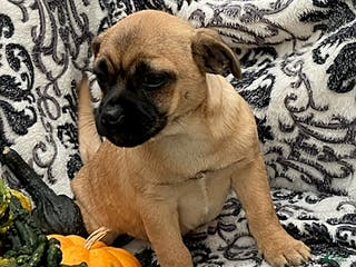 Jug dogs Pumpkin - Ad 1