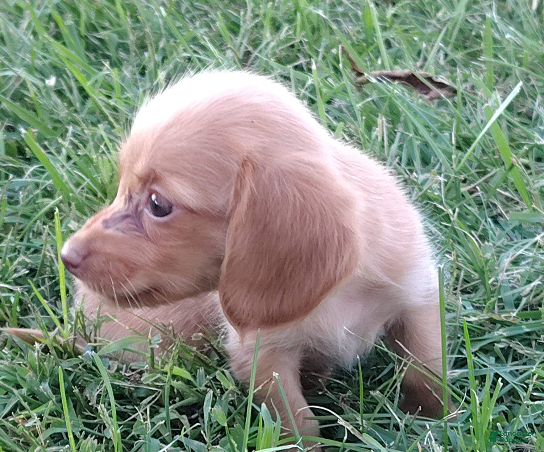 Miniature Dachshund dogs Miniature Dachshund 5 - Ad 1