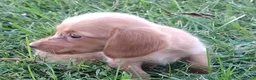 Miniature Dachshund dogs for sale: Miniature Dachshund 5 - Ad 1