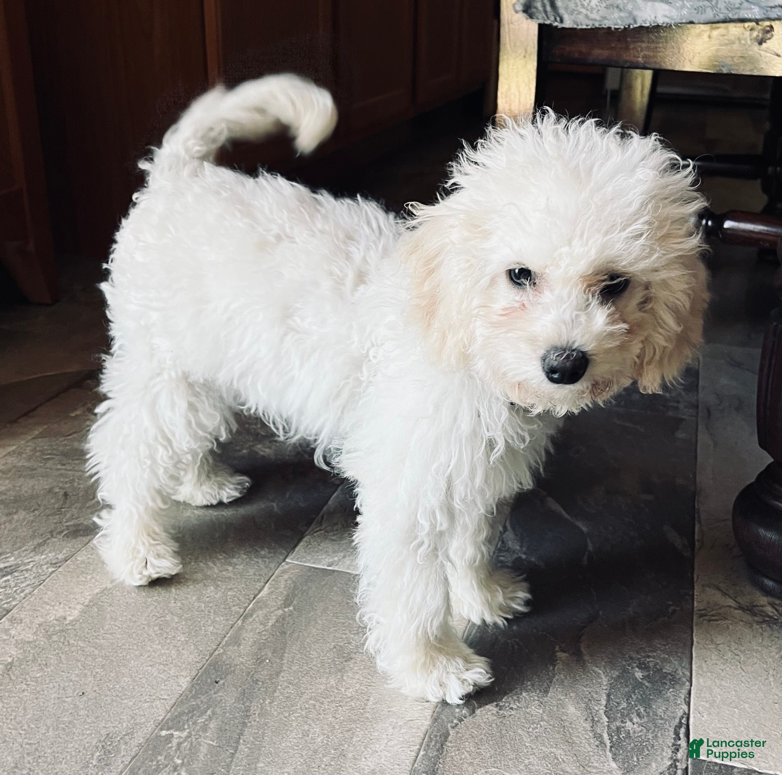 Cavapoo dogs Rosa  - Ad 1
