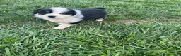 Australian Shepherd dogs for sale: Female Aussie Pup 1 - Ad 4