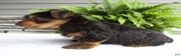 Yorkshire Terrier dogs for sale: Benny - Ad 5