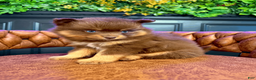 Pomsky dogs for sale: Summer - Ad 4