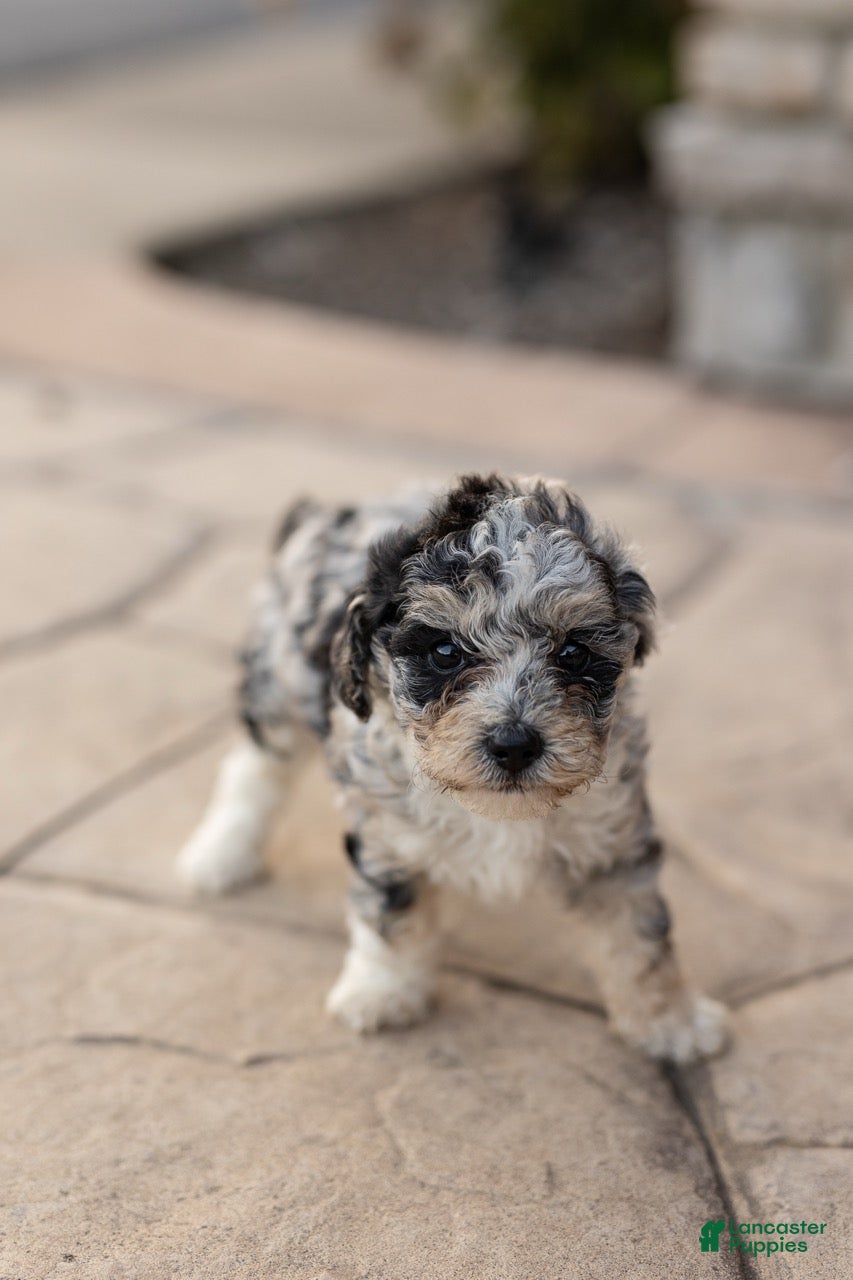 Bichpoo dogs for sale: Oreo - Ad 2