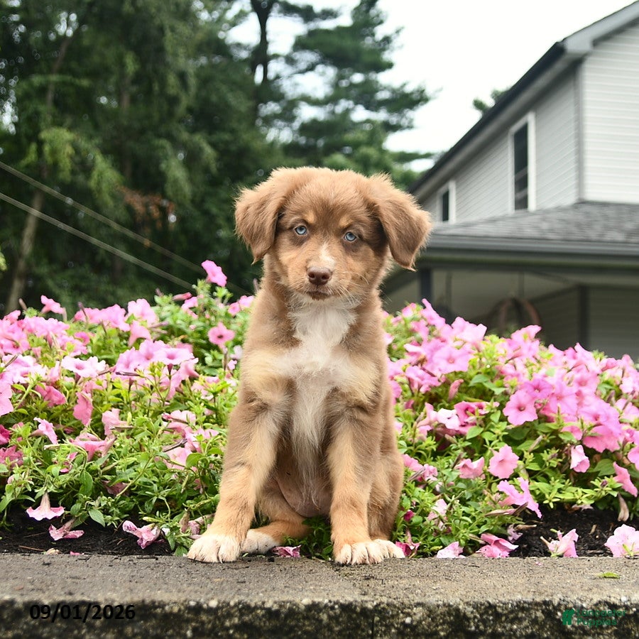 Australian Shepherd dogs Dancer  - Ad 1
