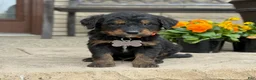 Bernedoodle dogs for sale: Bernedoodle Puppy Juno - Ad 3