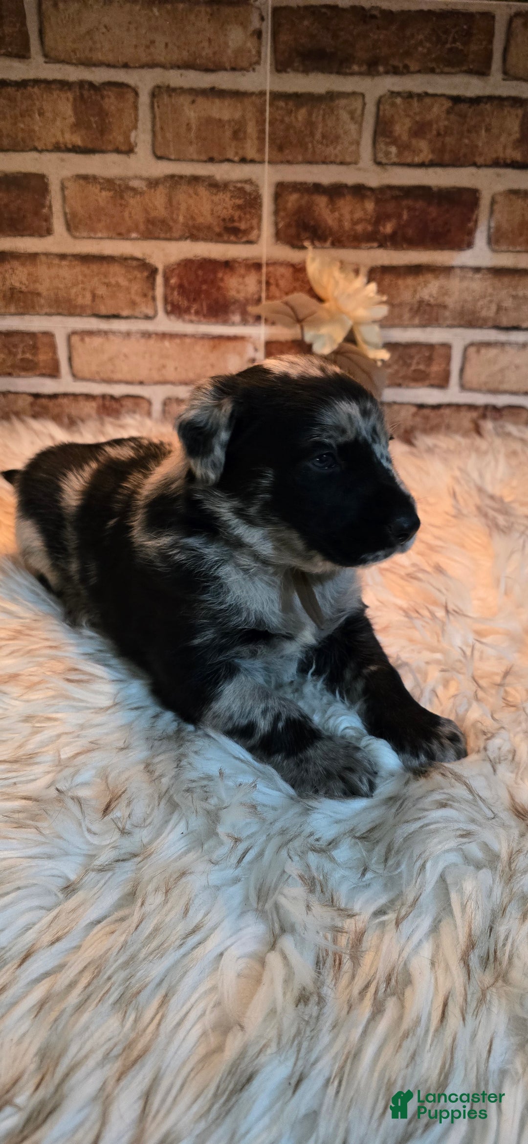 Mixed Breed dogs for sale: Atlas - Ad 4