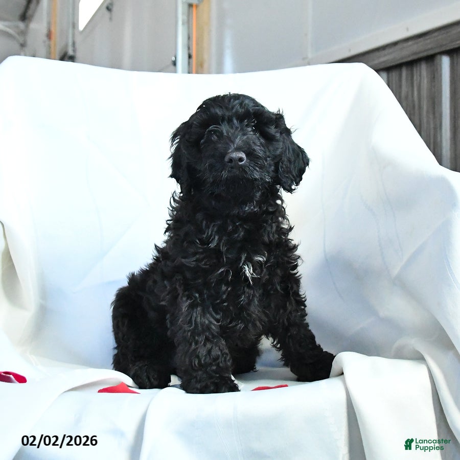 Cockapoo dogs Bella   - Ad 13