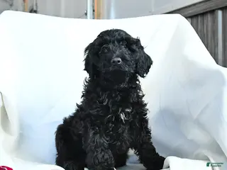 Cockapoo dogs Bella - Ad 13