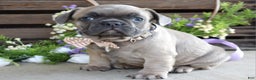 French Bulldog dogs for sale: Max - Ad 4