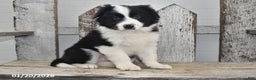 Border Collie dogs for sale: Diesel - Ad 5