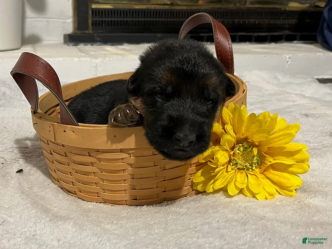 German Shepherd dogs for sale: Roscoe - Ad 1