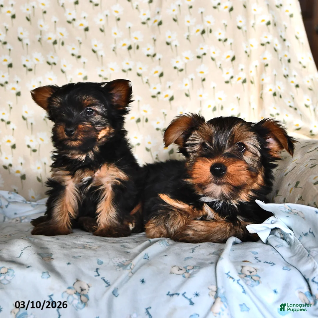Yorkshire Terrier dogs for sale: Quinn - Ad 5