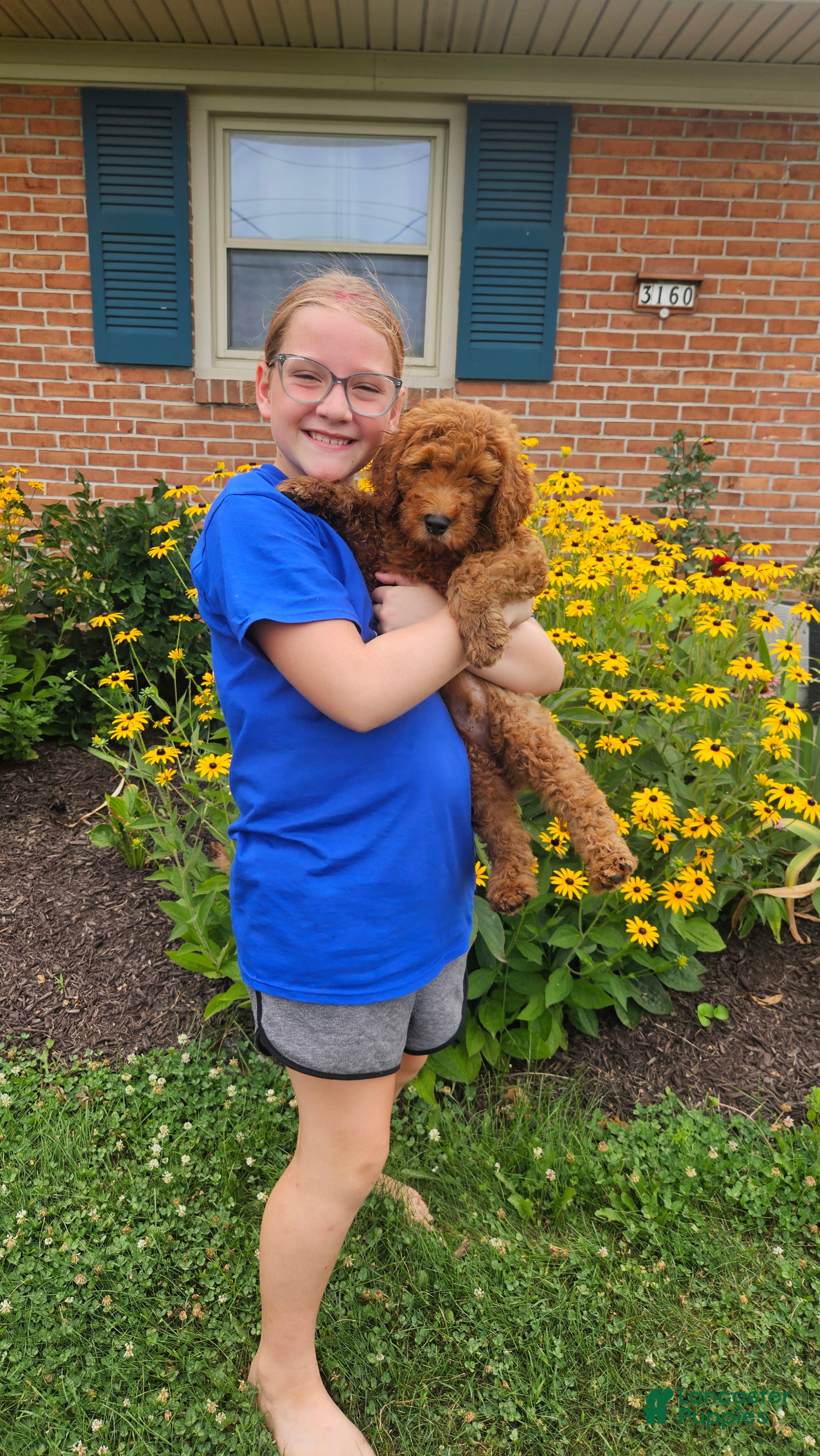 Mini Goldendoodle dogs Finn - Ad 1