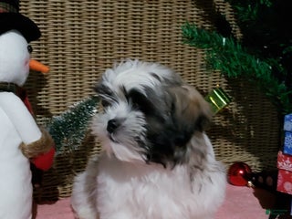 Mixed Breed dogs Sammy - Ad 8