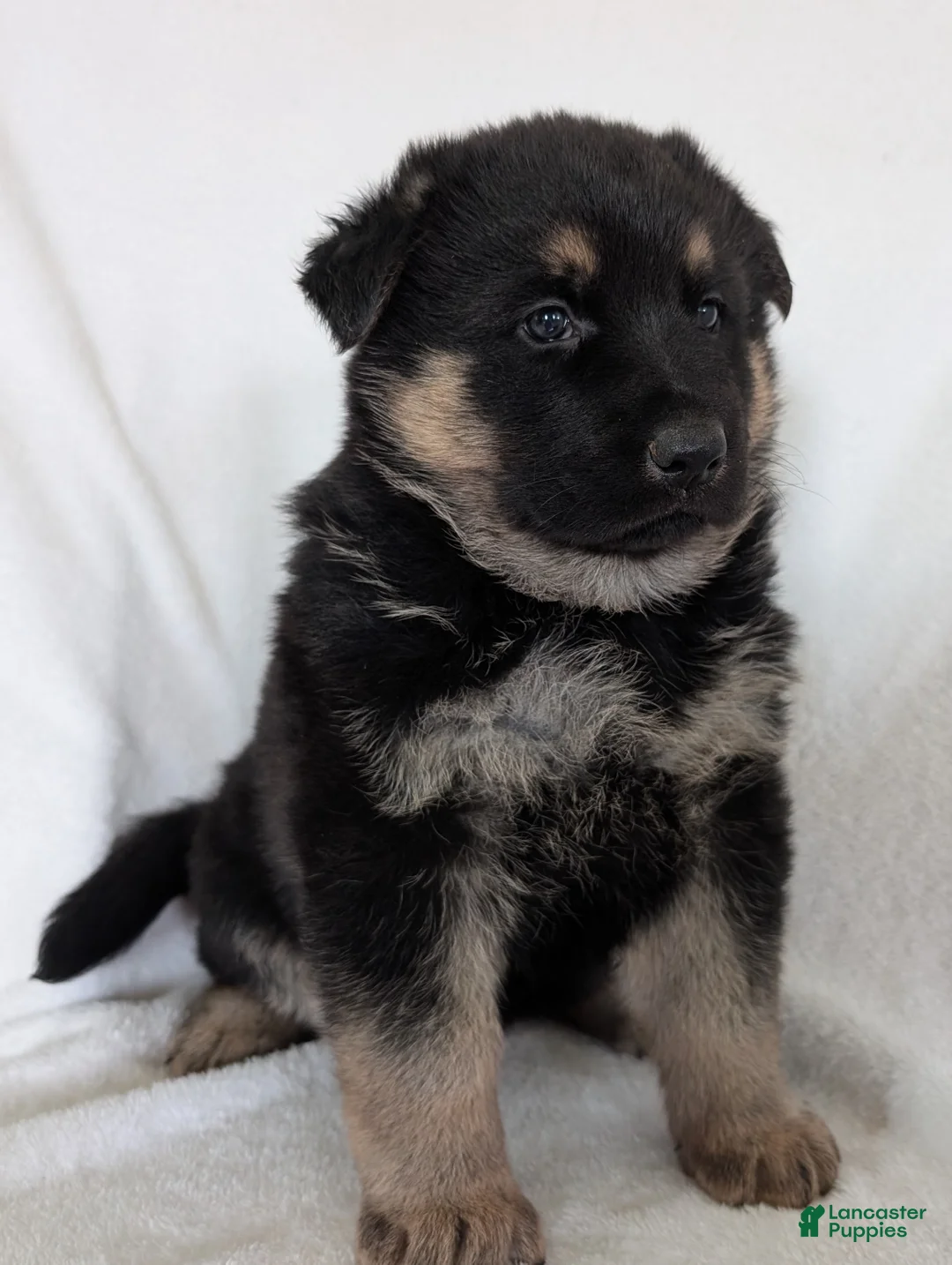 German Shepherd dogs for sale: Missy - Ad 1