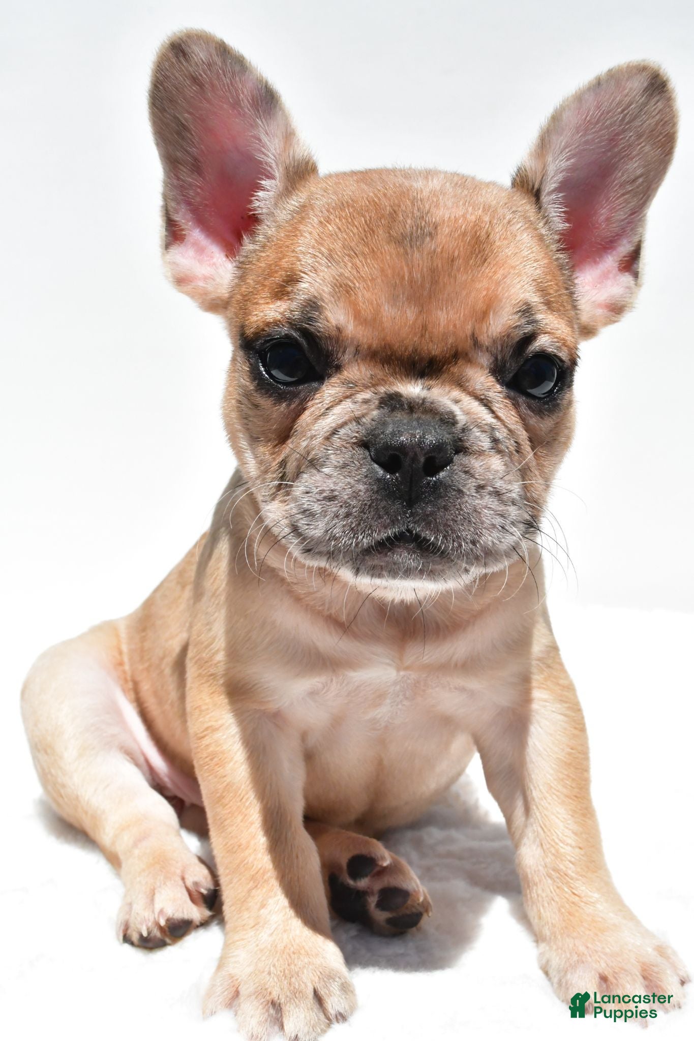 French Bulldog dogs Bailey - Ad 1