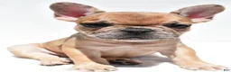 French Bulldog dogs for sale: Bailey - Ad 1