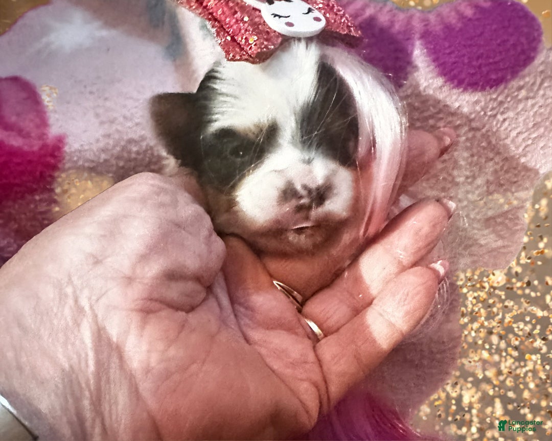 Yorkshire Terrier dogs for sale: AKC Petal - Ad 1