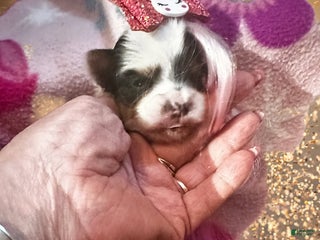 Yorkshire Terrier dogs AKC Petal - Ad 15