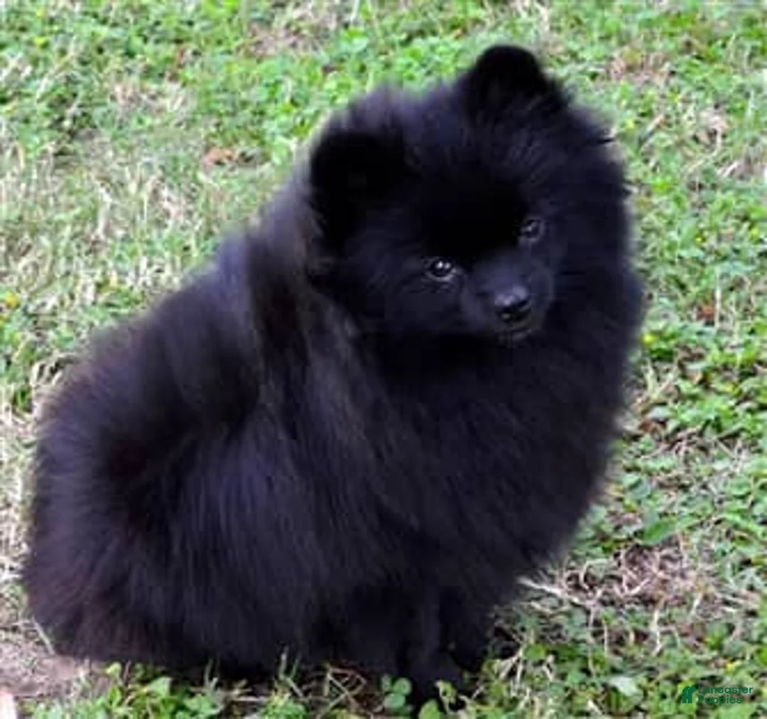 Pomeranian dogs for sale: Pomeranian 2 - Ad 2