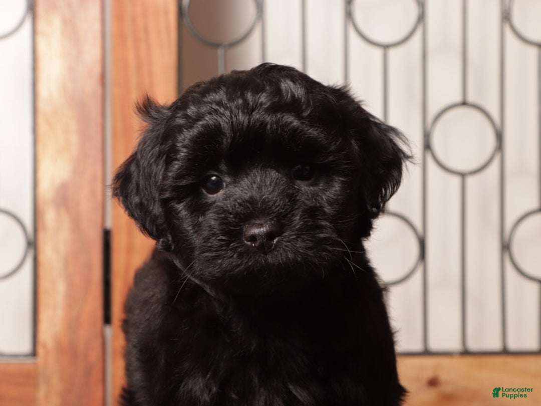 Shihpoo dogs for sale: Pongo Male Shih Poo - Ad 2