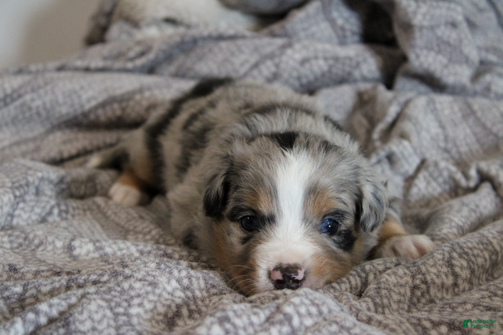 Miniature Australian Shepherd dogs Griffin - Ad 1