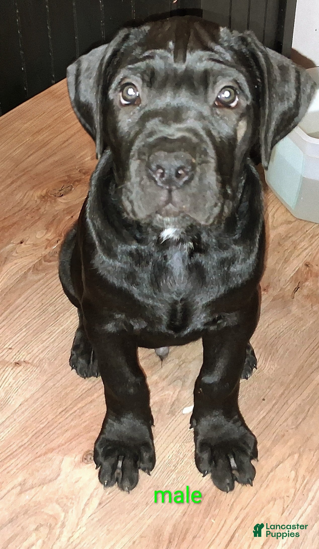 Cane Corso dogs Cane Corso 4 - Ad 36
