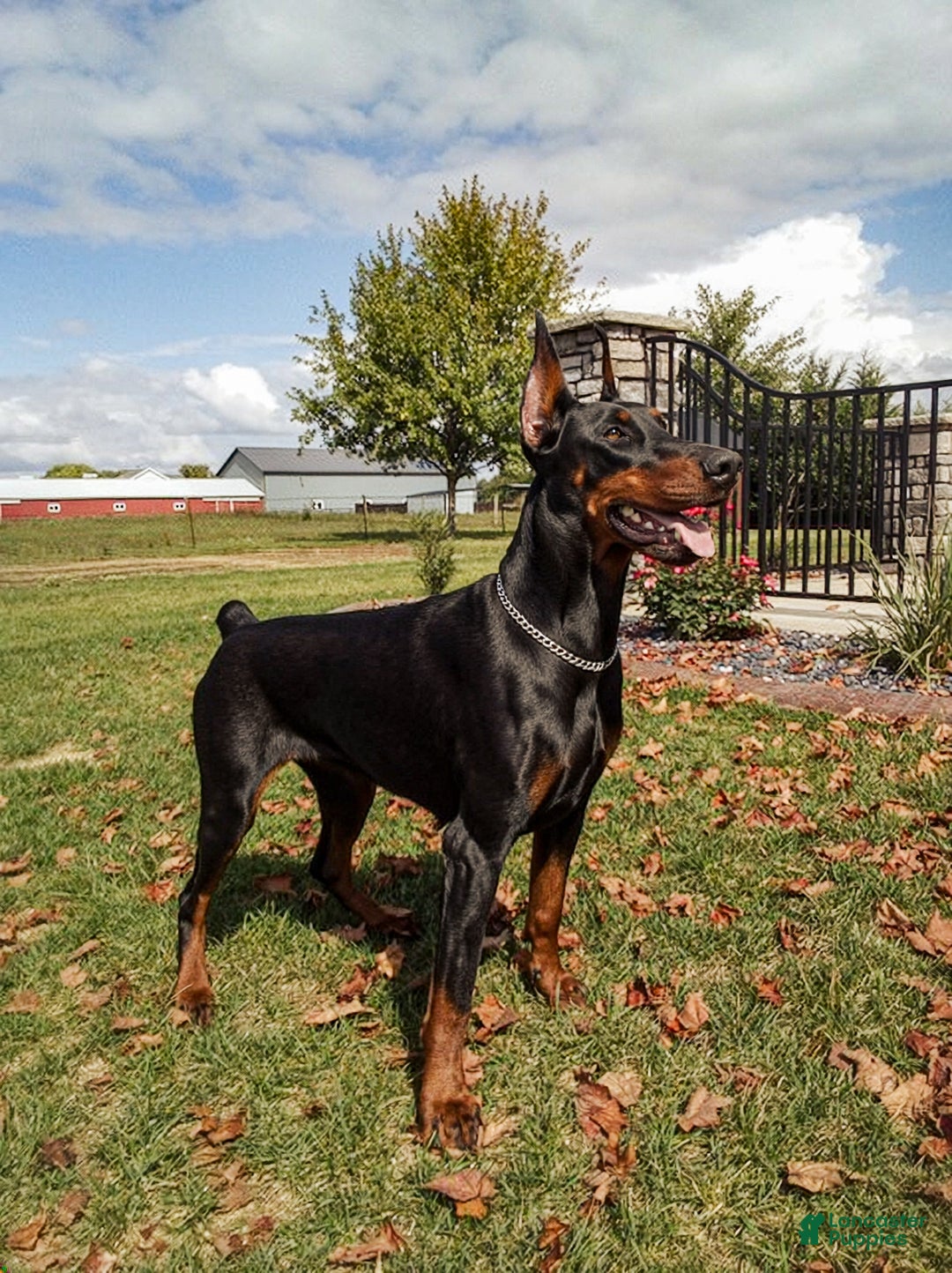 Doberman Pinscher dogs for sale: Bishop (Euro) - Ad 4