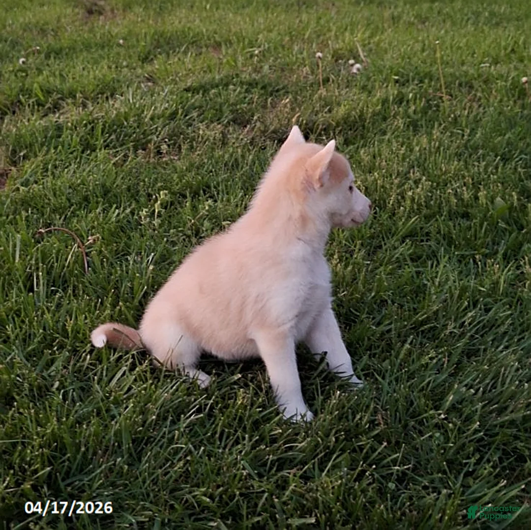 Gerberian Shepsky dogs for sale: Daisy - Ad 4